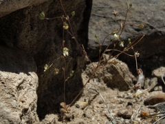 Nemacladus morefieldii