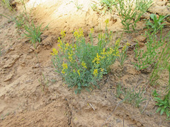 Corydalis aurea aurea