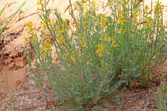 Corydalis aurea aurea