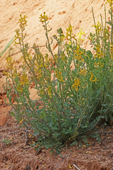 Corydalis aurea aurea