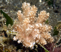 Phyllodesmium koehleri