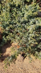 Juniperus macrocarpa