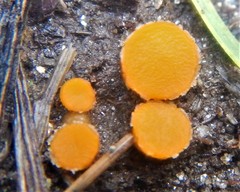 Cheilymenia raripila