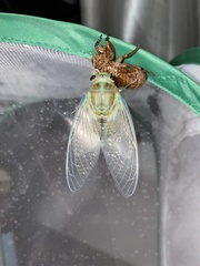 Hyalessa maculaticollis