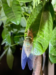Hyalessa maculaticollis