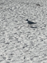 Leucophaeus atricilla megalopterus