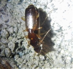 Paradromius