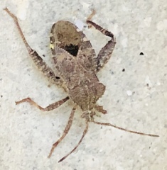 Acanthocoris sordidus
