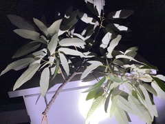 Quercus variabilis