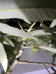 Quercus variabilis