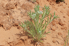 Cryptantha crassisepala elachantha