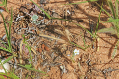 Cryptantha crassisepala elachantha