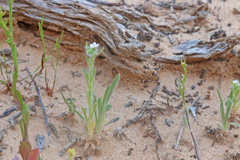 Cryptantha crassisepala elachantha