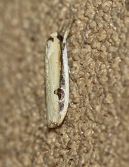 Compsotorna oligarchica