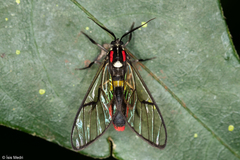 Argyroeides braco