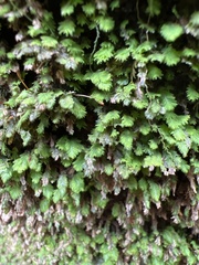 Fissidens subbasilaris