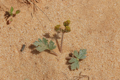 Cymopterus newberryi