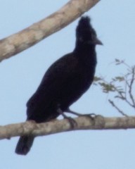 Cephalopterus ornatus