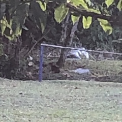 Dasyprocta variegata