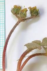 Cymopterus newberryi