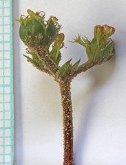 Cymopterus newberryi