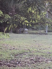 Dasyprocta variegata