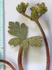 Cymopterus newberryi