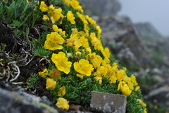 Potentilla biflora
