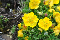 Potentilla biflora