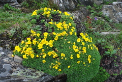Potentilla biflora