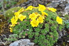 Potentilla biflora