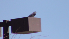 Columba livia domestica