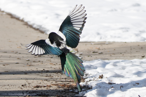 Black-billed Magpie, photo 2 of 10