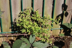 Euphorbia peplus