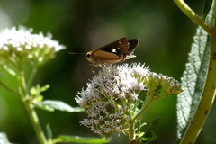 Hesperiidae