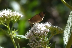 Hesperiidae