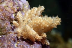 Phyllodesmium koehleri