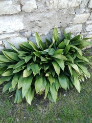 Aspidistra