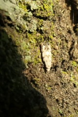 Crypsitricha stereota