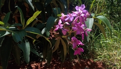 Melastomataceae