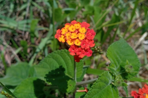 Lantana camara