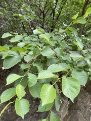 Ulmus macrocarpa