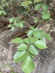 Ulmus macrocarpa