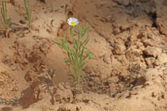 Erigeron bellidiastrum