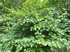 Ulmus macrocarpa