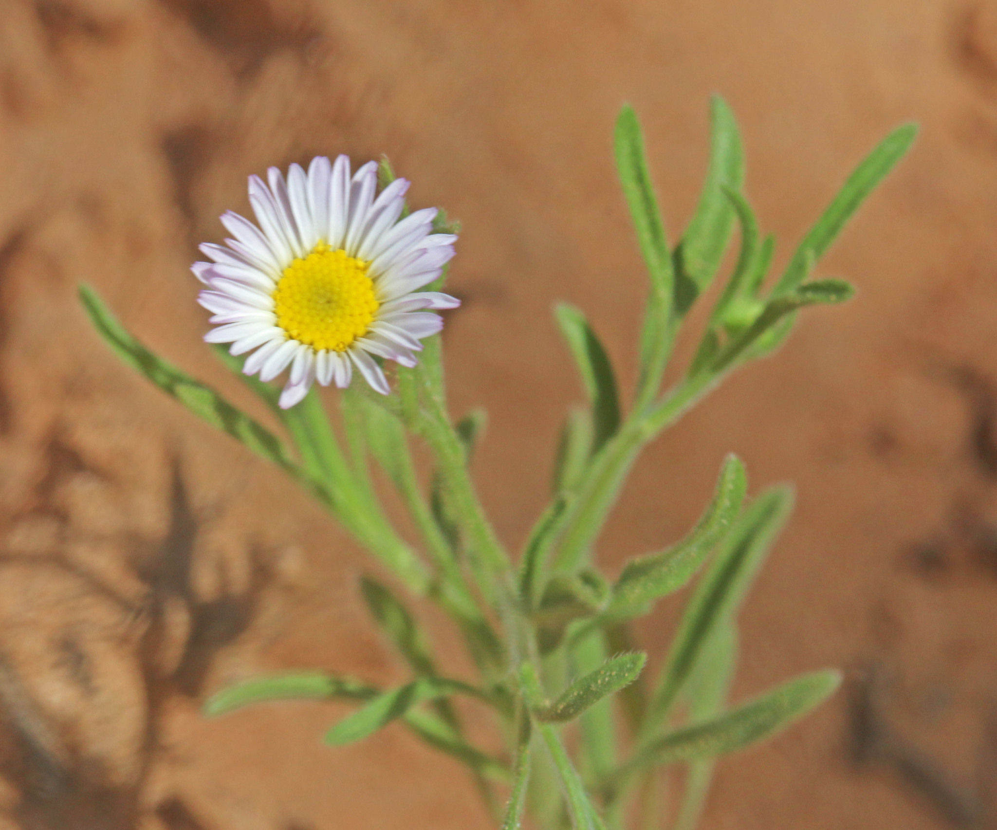 Erigeron bellidiastrum