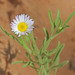 Western Daisy Fleabane - Photo (c) Andrey Zharkikh, some rights reserved (CC BY-NC), uploaded by Andrey Zharkikh