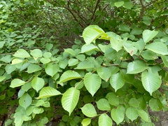 Ulmus macrocarpa