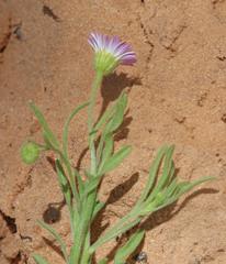 Erigeron bellidiastrum