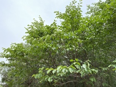Ulmus macrocarpa